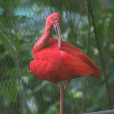 The national bird Scarlet Ibis