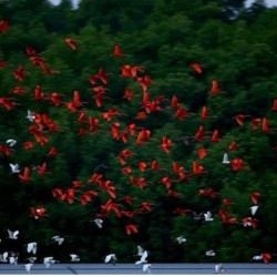 RELAX WITH THE SCARLET IBIS ONLY