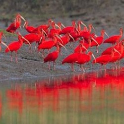 Caroni Bird Sanctuary Tour