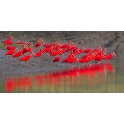 Caroni Bird Sanctuary Tour