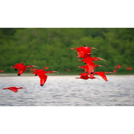 RELAX WITH THE SCARLET IBIS ONLY