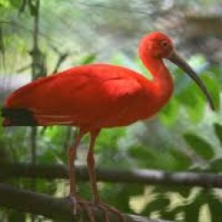 RELAX WITH THE SCARLET IBIS ONLY