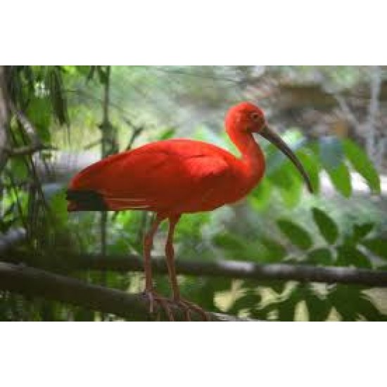 RELAX WITH THE SCARLET IBIS ONLY