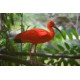BE MERRY IN THE CITY & RELAX WITH THE SCARLET IBIS (WHOLE DAY TOURS)