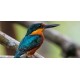 Caroni Bird Sanctuary Tour