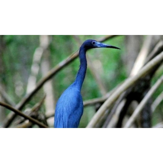 Caroni Bird Sanctuary Tour