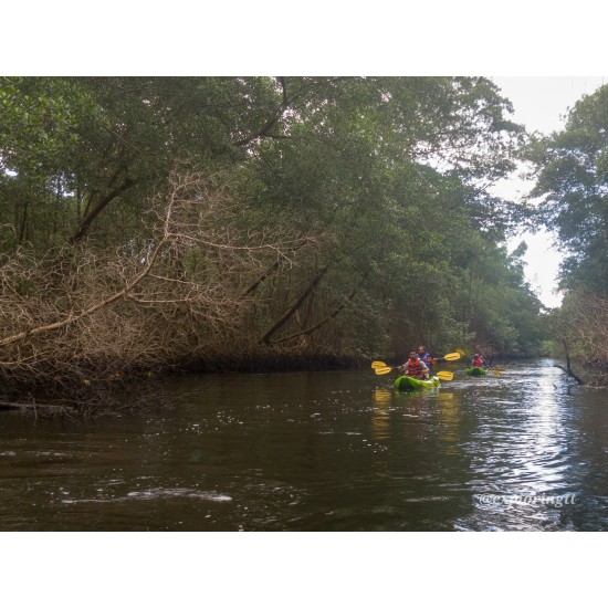 Kayak Adventure in the Second Largest Swamp of Trinidad and Tobago