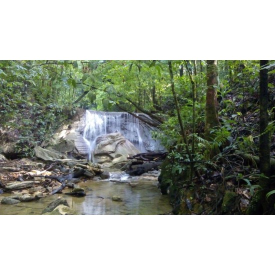 Turure Watersteps Falls